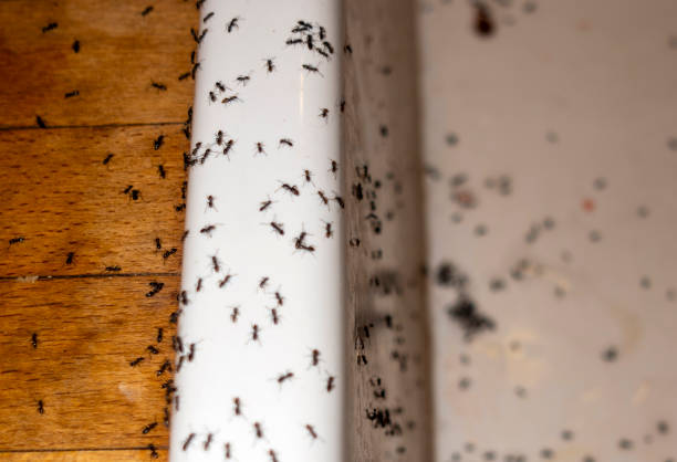 Best Cockroach Control Services  in Orlinda, TN