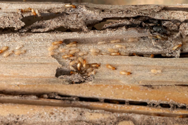 Best Affordable Pest Control Services  in Orlinda, TN